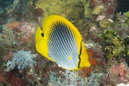 Image of Spot-tail Butterfly Fish