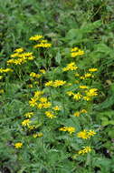 Plancia ëd Senecio squalidus subsp. rupestris (Waldst. & Kit.) Greuter