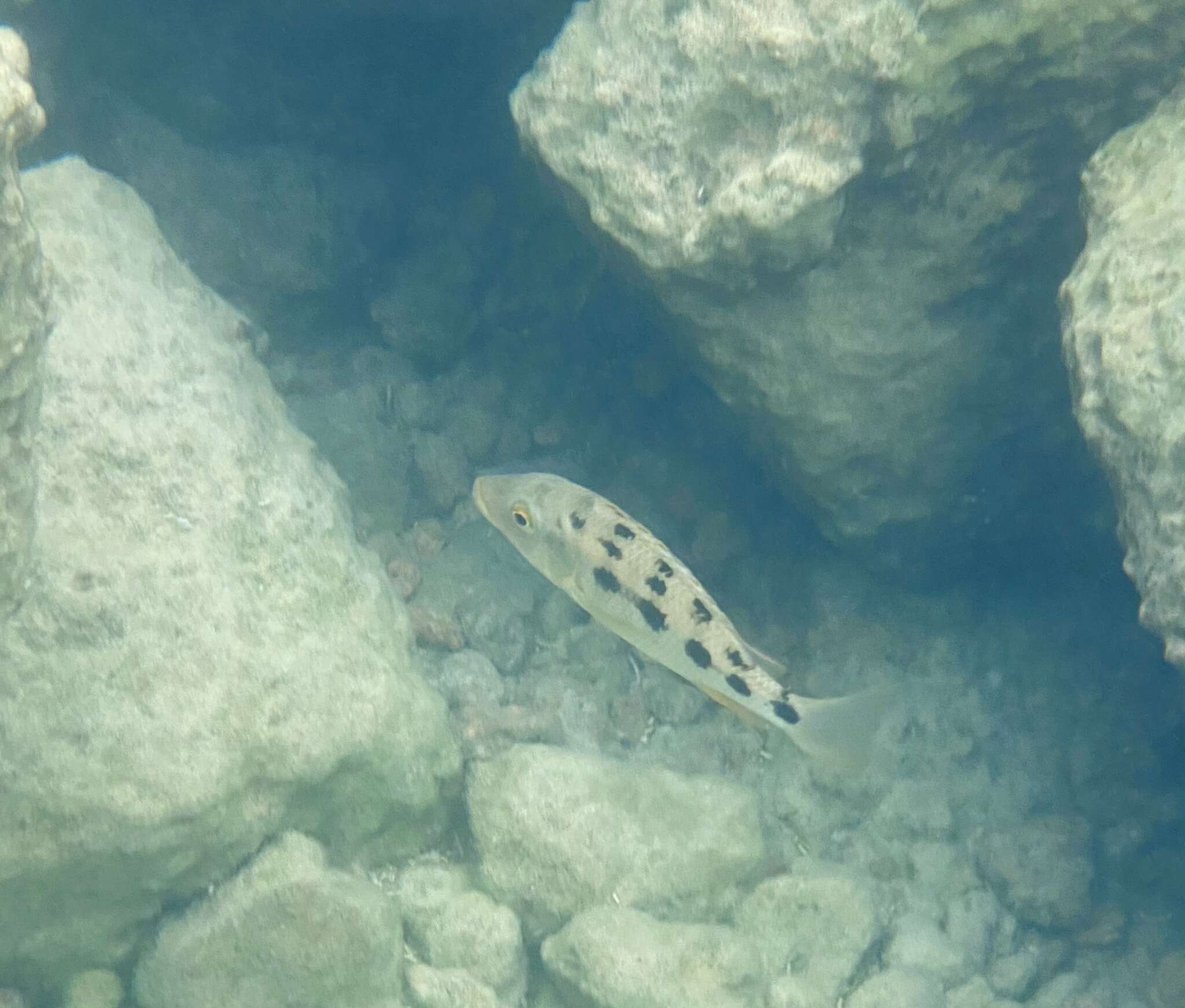 Image of Fossorochromis rostratus (Boulenger 1899)