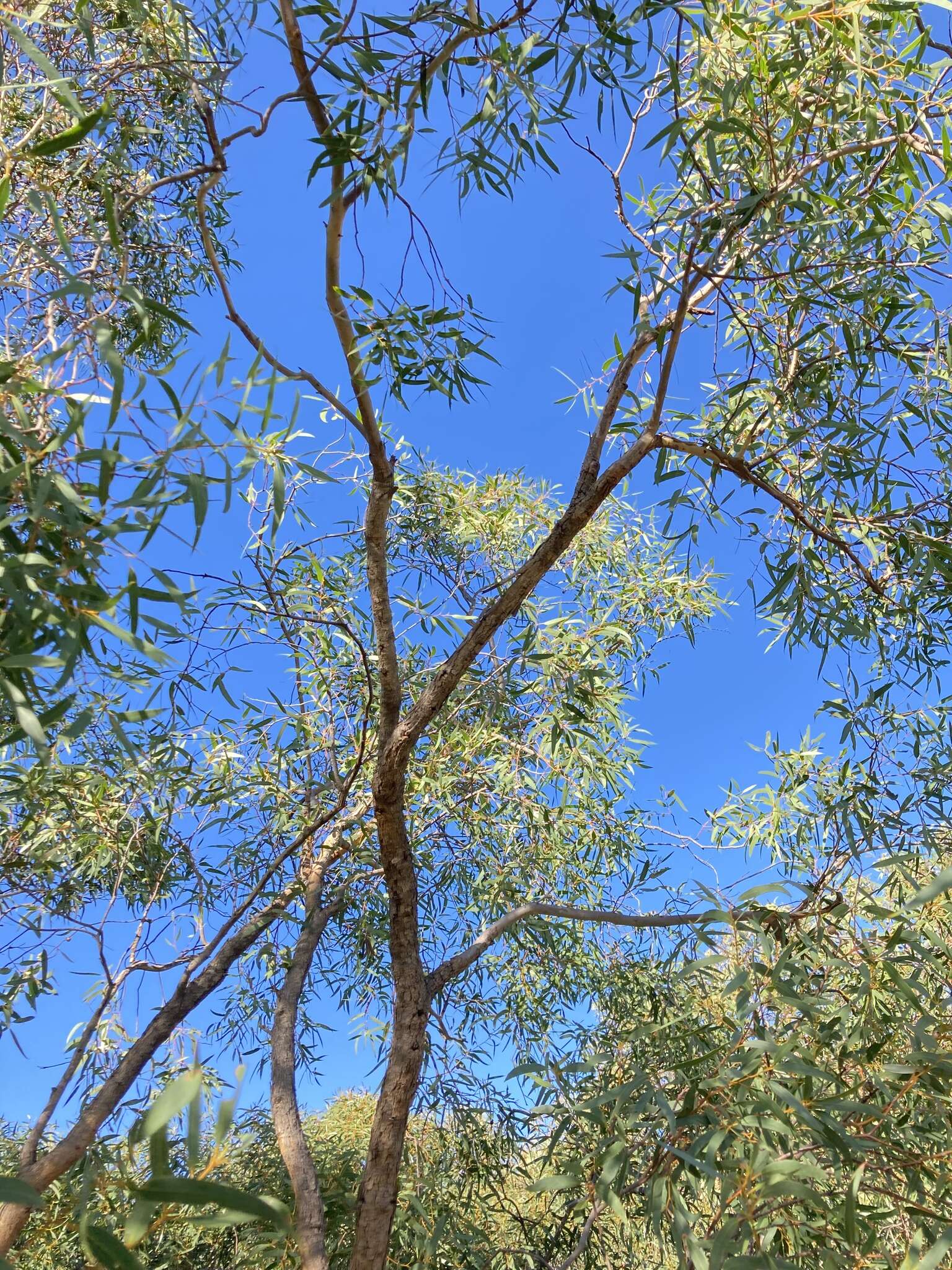 Image of Eucalyptus lateritica M. I. H. Brooker & S. D. Hopper