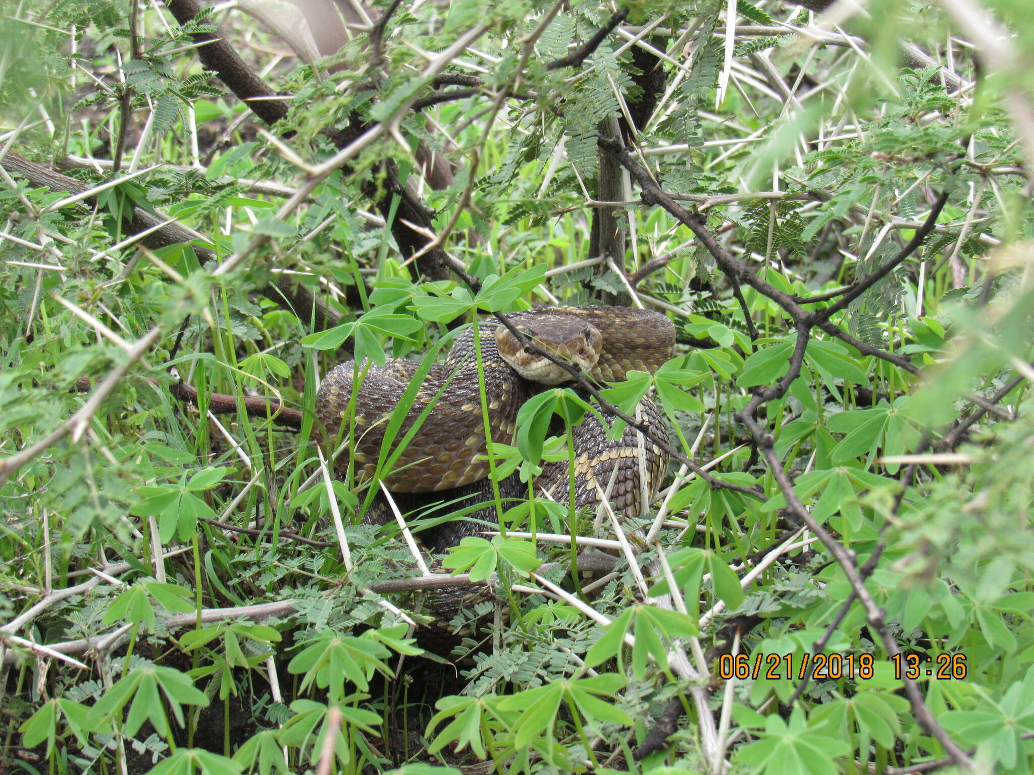 Image of Crotalus molossus nigrescens Gloyd 1936