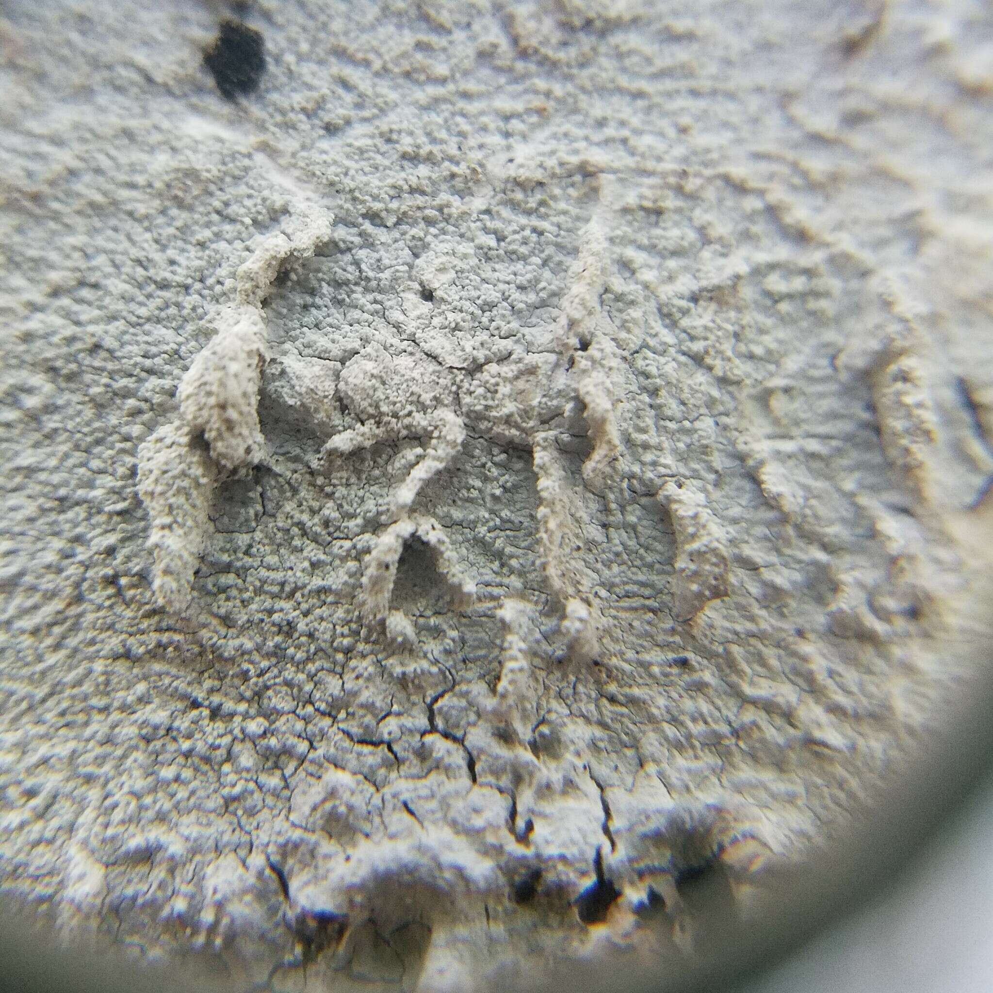 Image of Lepra pustulata (Brodo & W. L. Culb.) Lendemer & R. C. Harris 2017