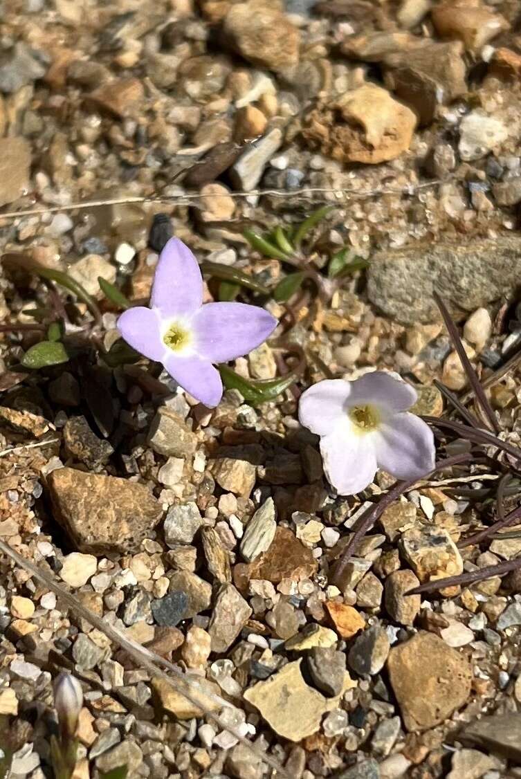 Image of rose bluet