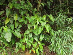 Image of Philodendron appendiculatum Nadruz & Mayo