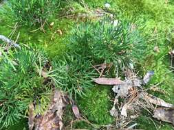 Image of deeproot clubmoss