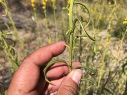 Image de Solidago guiradonis A. Gray