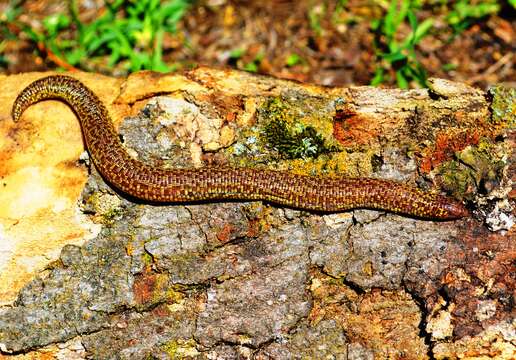 Image of shorthead worm lizards