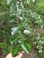 Image of blueberry hawthorn