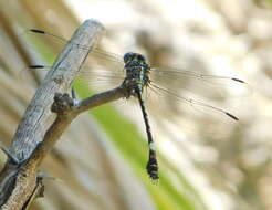 Image of Phyllogomphoides pacificus (Selys 1873)