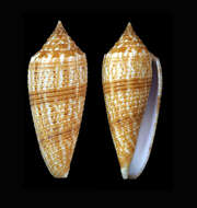 Image de Conus australis Holten 1802