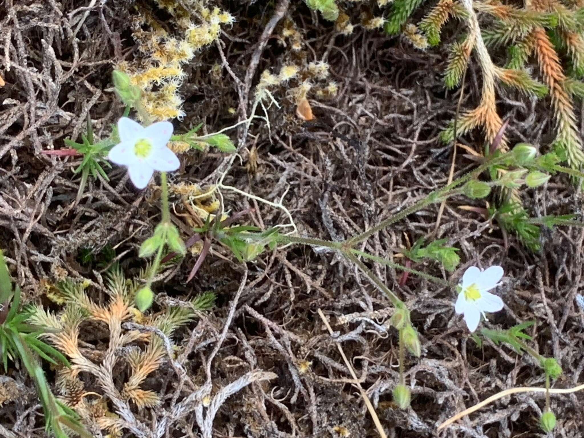 Image of slender stitchwort