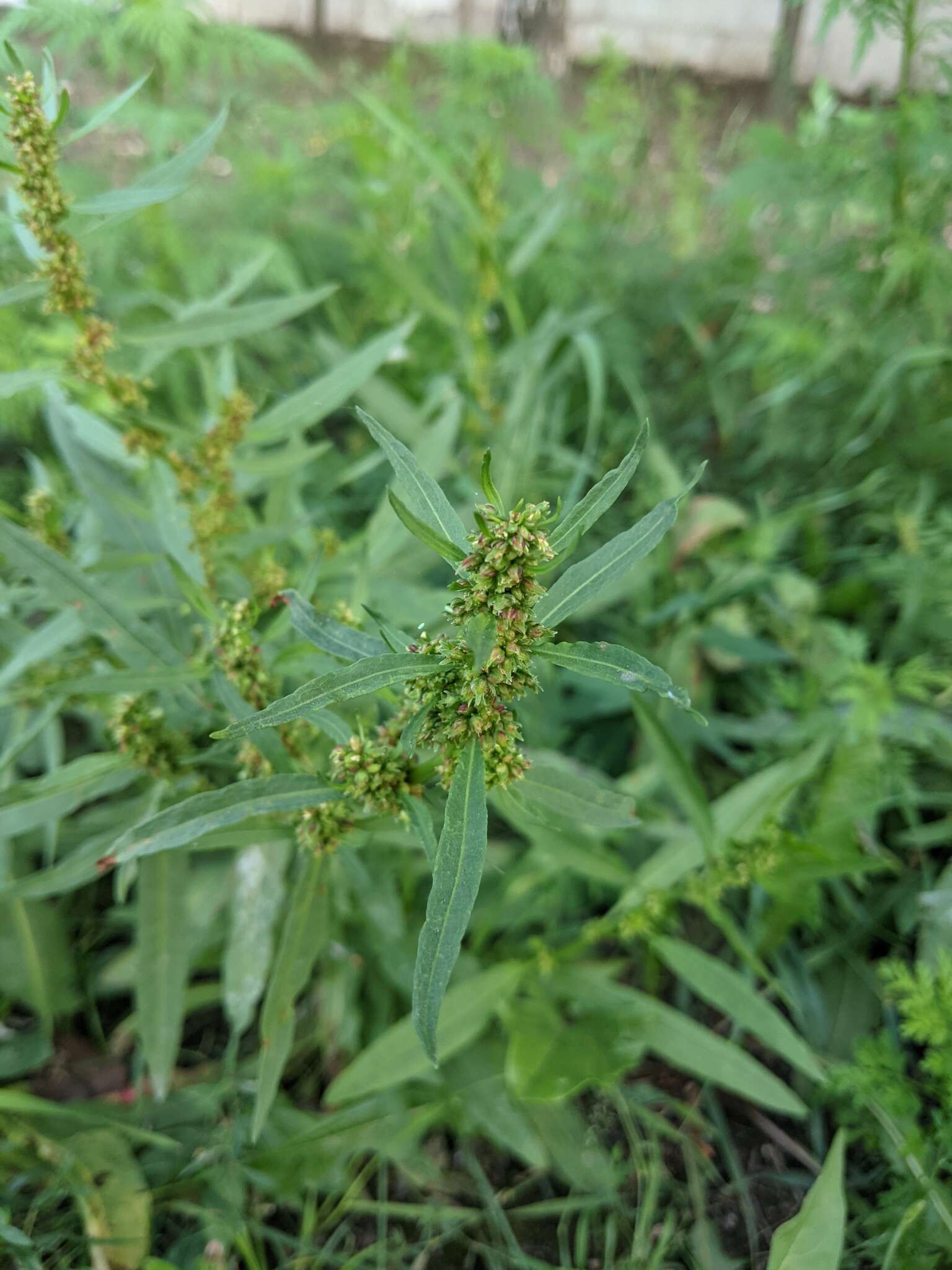 Rumex palustris Sm. resmi