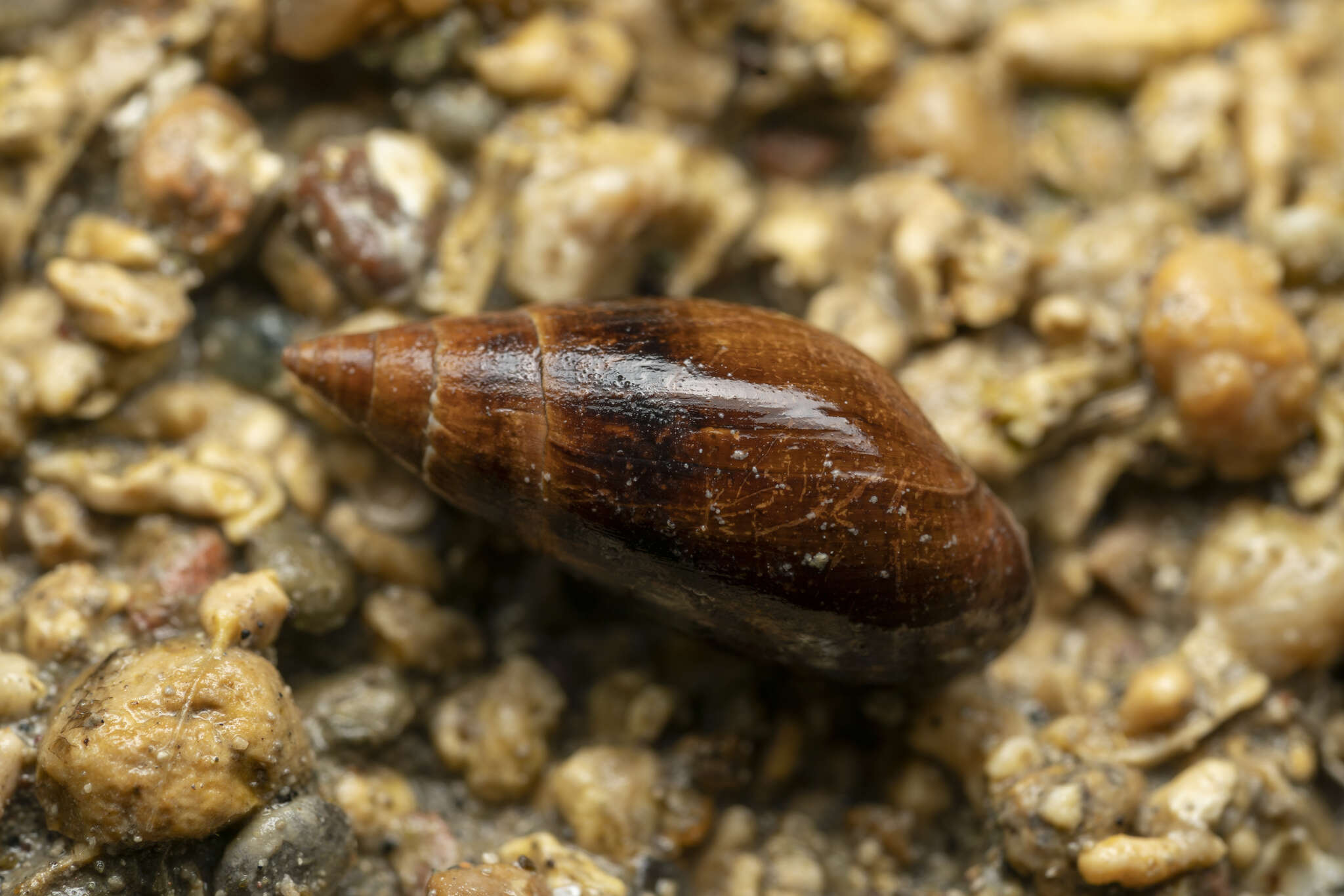 Image of <i>Melanopsis wagneri</i> Roth 1839