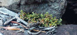 Image of Crassula lanuginosa Harv.