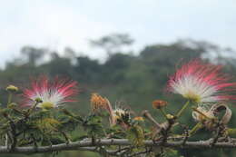 Image of Calliandra pittieri Standl.