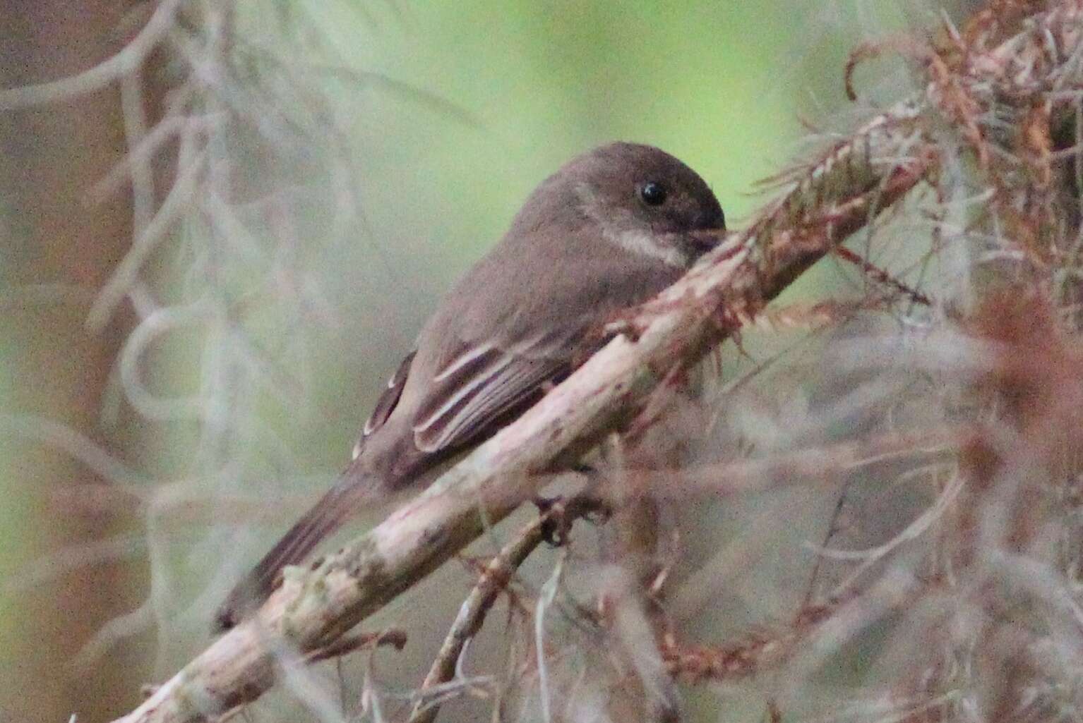 Image of Eastern Phoebe