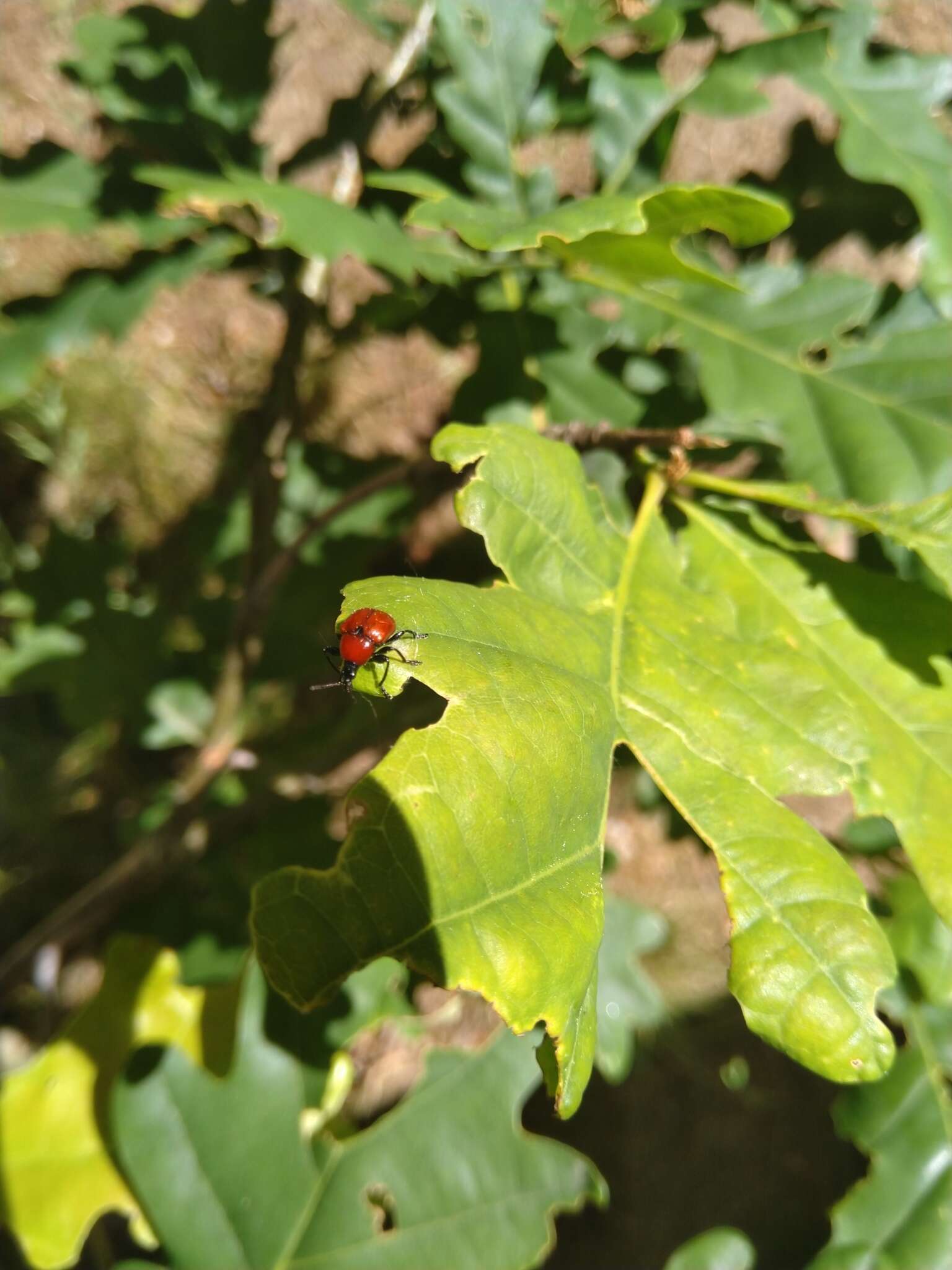 Image of Oak Leaf-roller