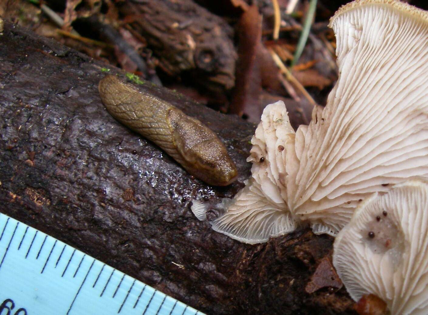 Image of Prophysaon foliolatum (A. Gould 1851)