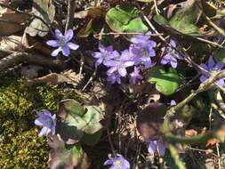 Image of hepatica