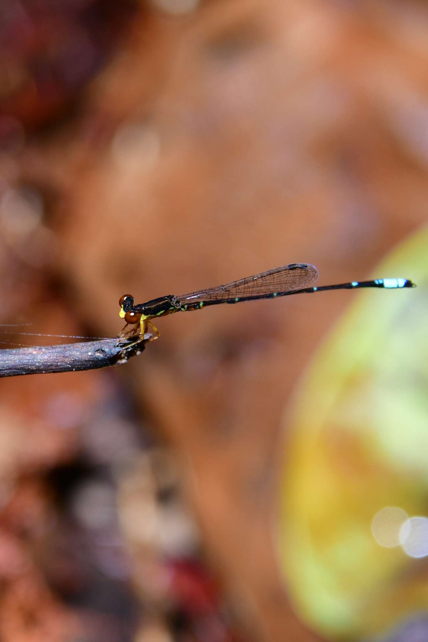 Image of Mortonagrion appendiculatum Lieftinck 1937