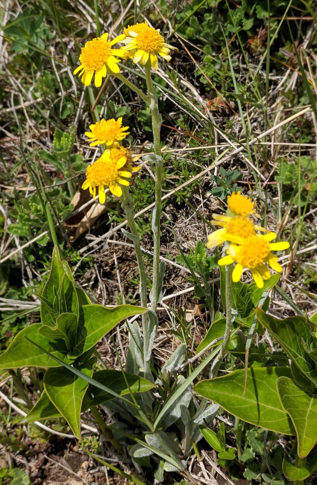 Image of Tephroseris integrifolia subsp. jailicola (Juz.) Greuter