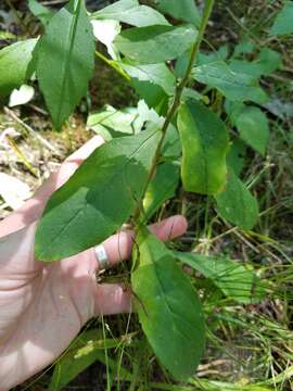 Image of rough hawkweed