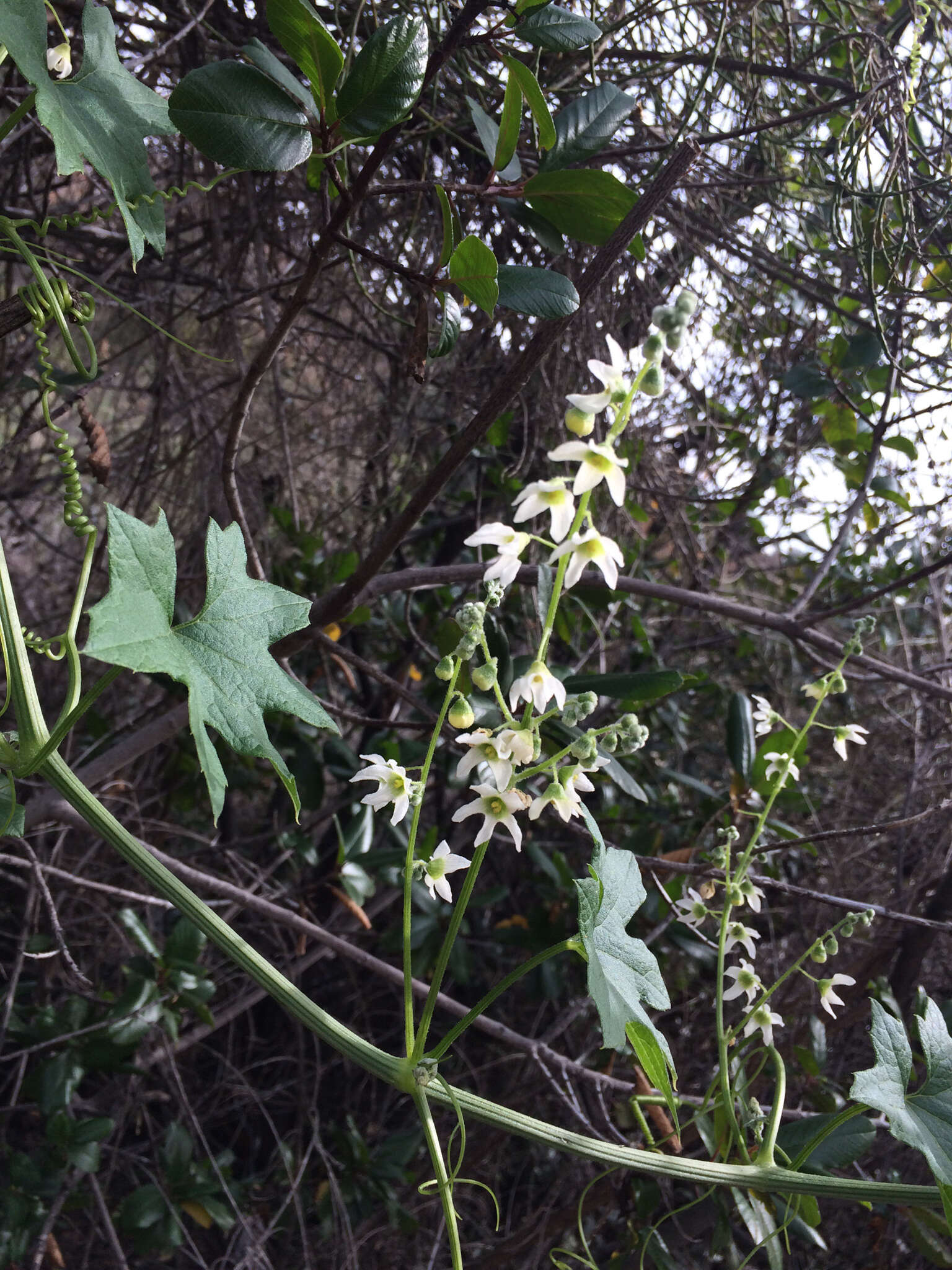 Image of Marah macrocarpa (Greene) Greene