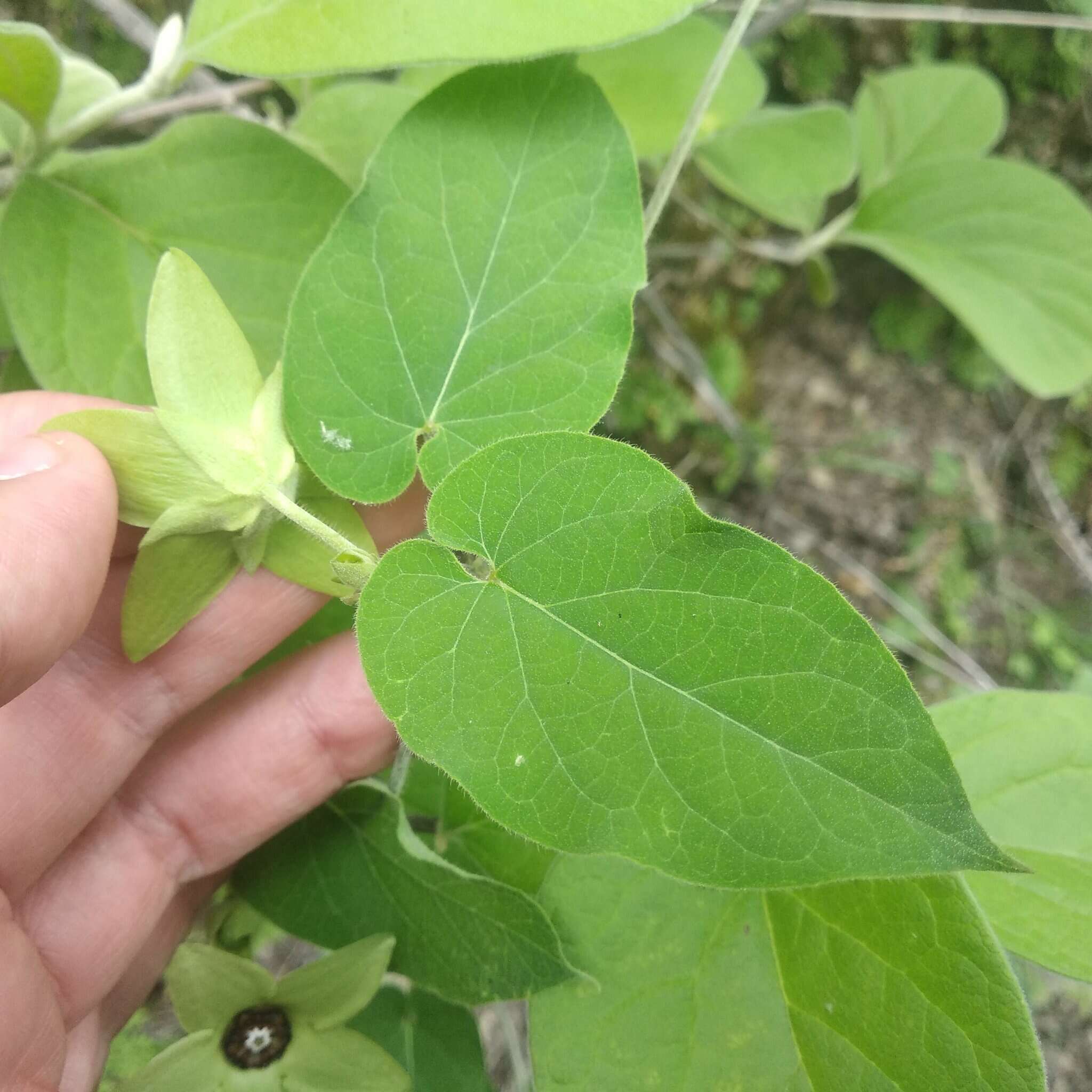 صورة Matelea suberifera (Robinson) W. D. Stevens