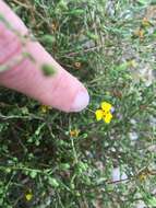 Image of threeray tarweed