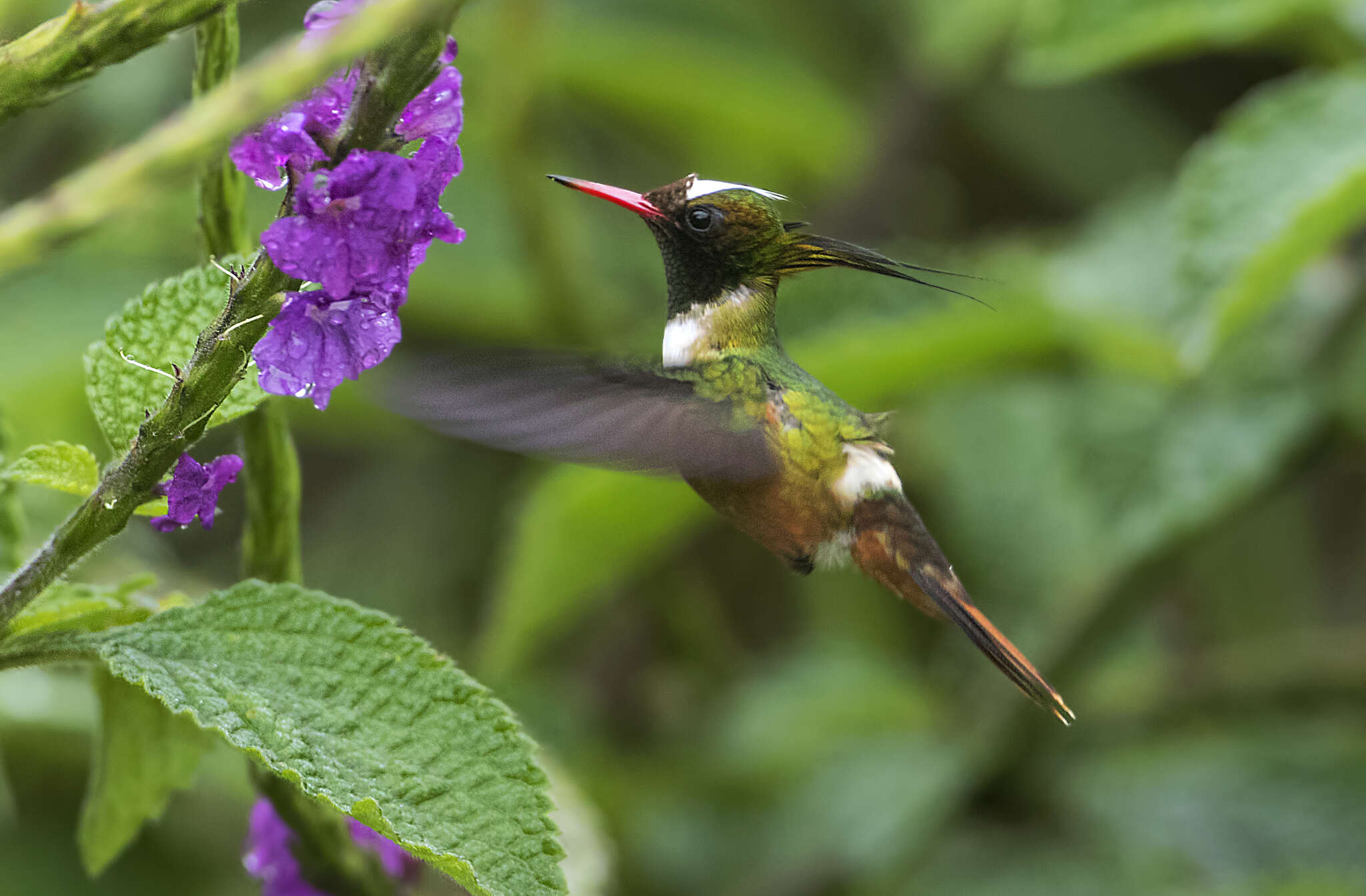 Image of White-crested Coquette