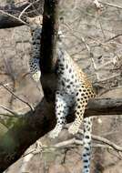 Image of Indian leopard