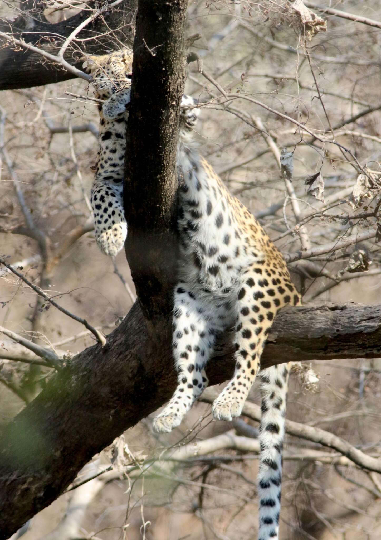 Image of Indian leopard