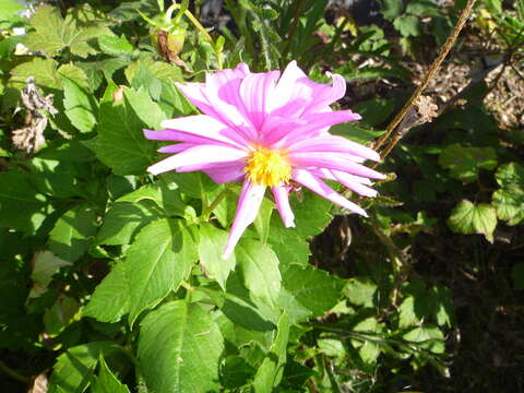 Imagem de Dahlia pinnata Cav.