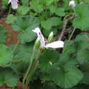 Image of Pelargonium dichondrifolium DC.