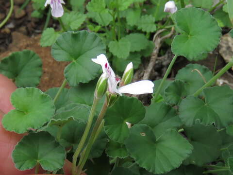 Image of Pelargonium dichondrifolium DC.