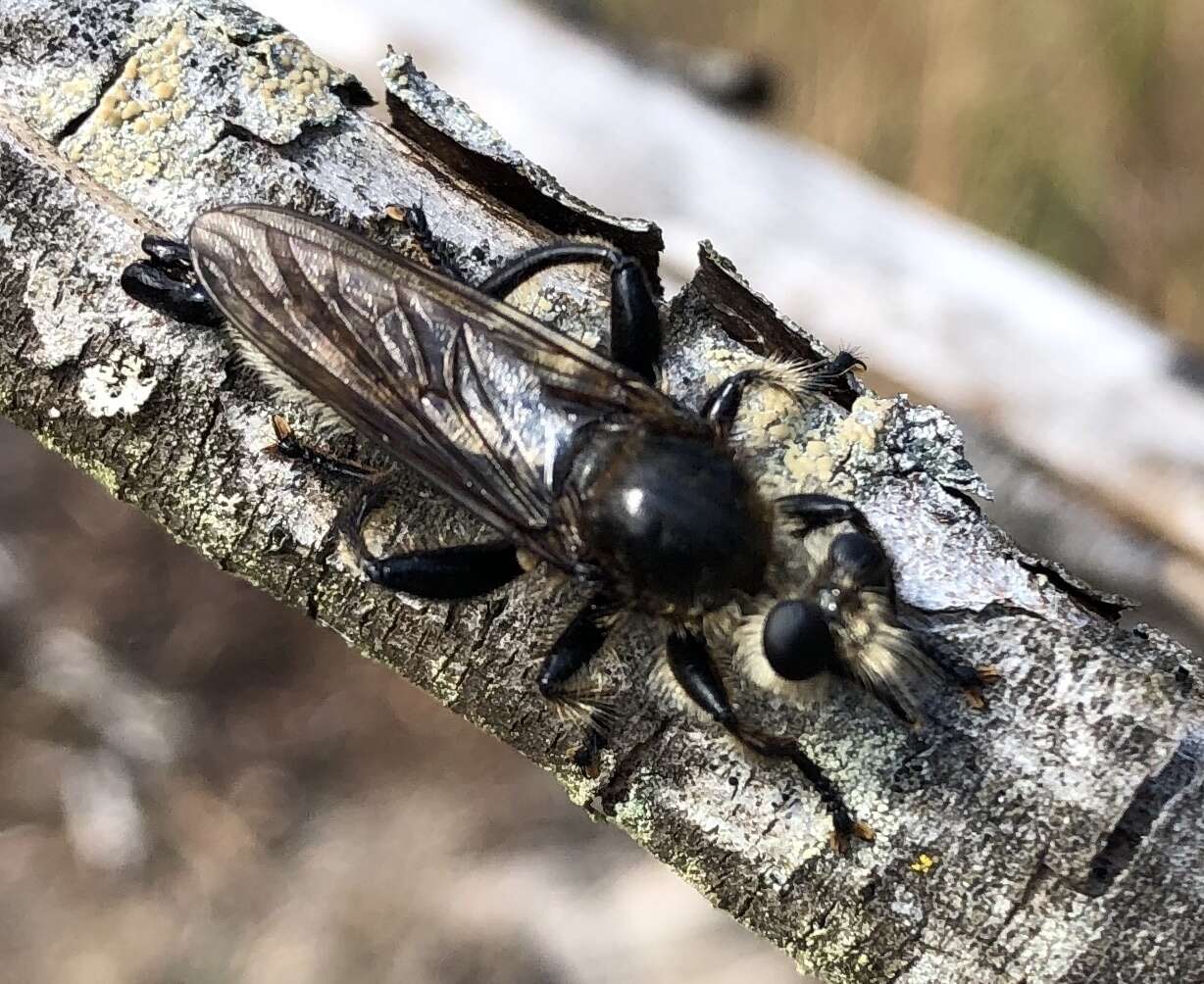 Plancia ëd <i>Laphria gibbosa</i>