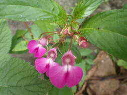 Impatiens baronii Baker resmi