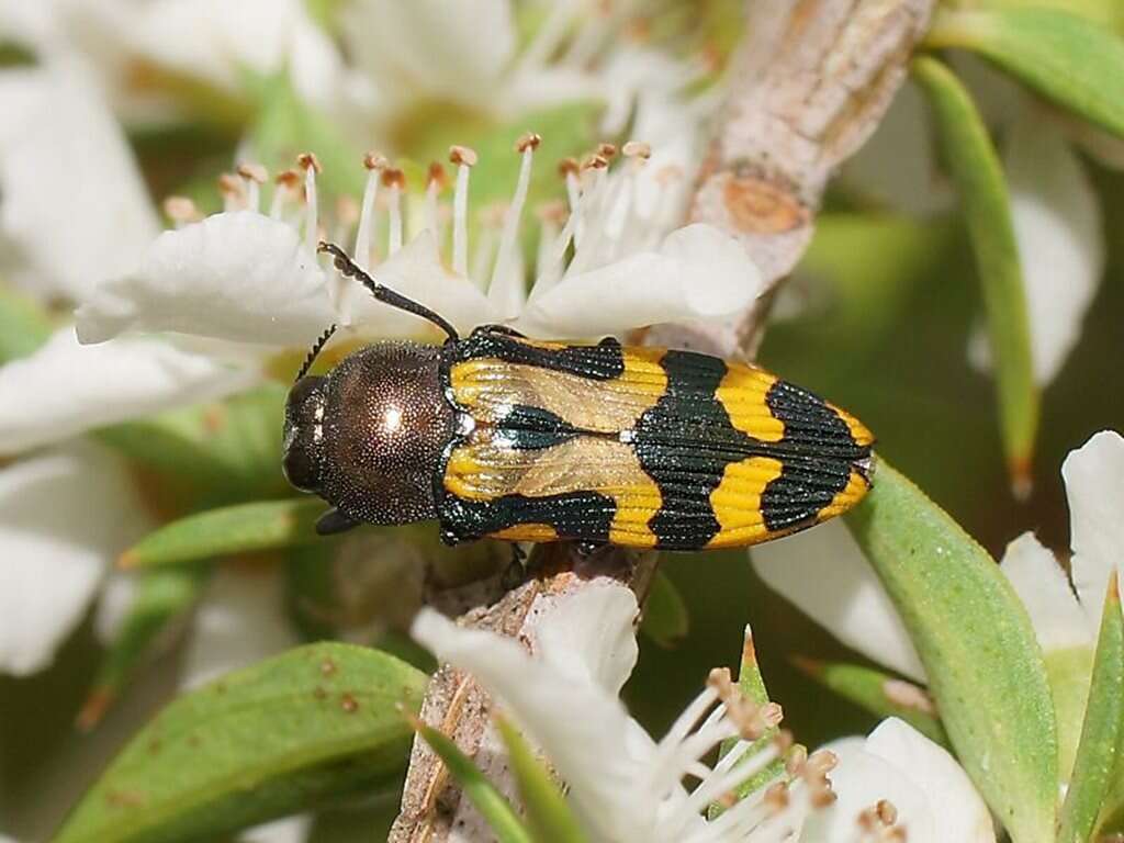 Sivun Castiarina flavopicta (Boisduval 1835) kuva