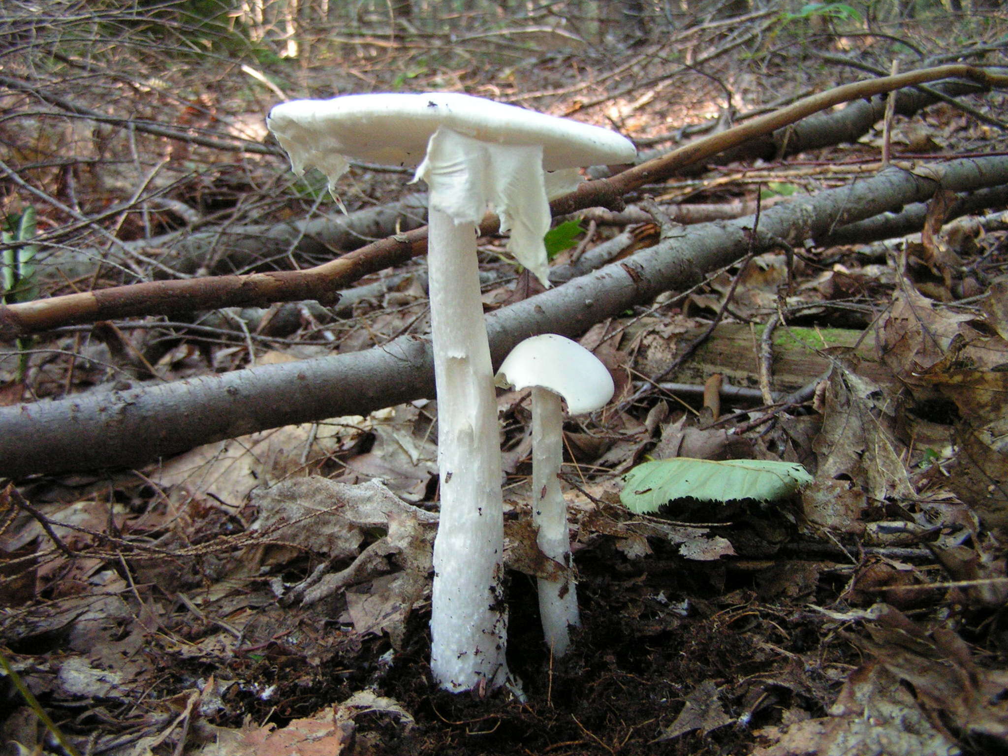 Image of Amanita bisporigera G. F. Atk. 1906