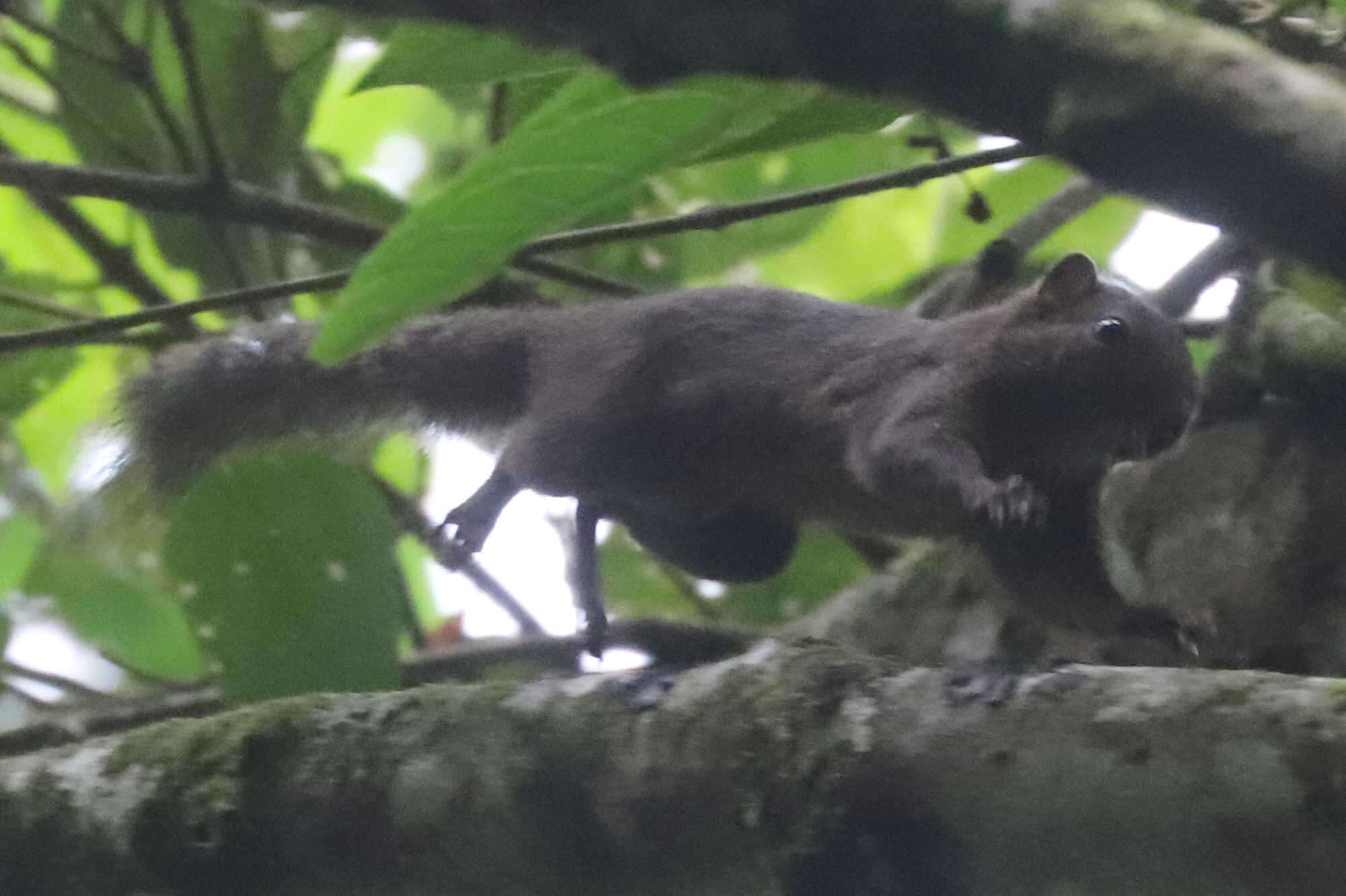 Image of Amazon Dwarf Squirrel