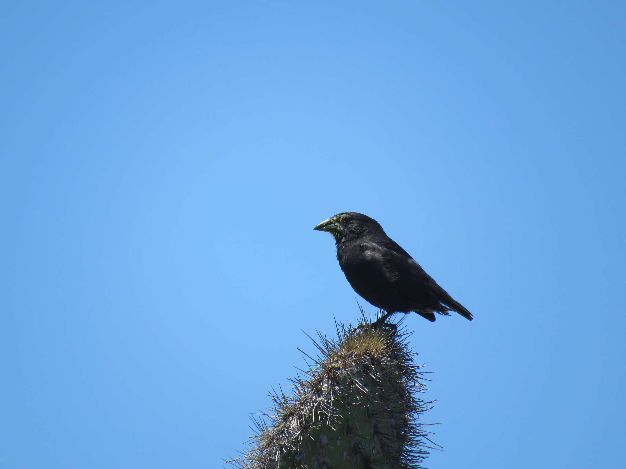Image of Common Cactus Finch