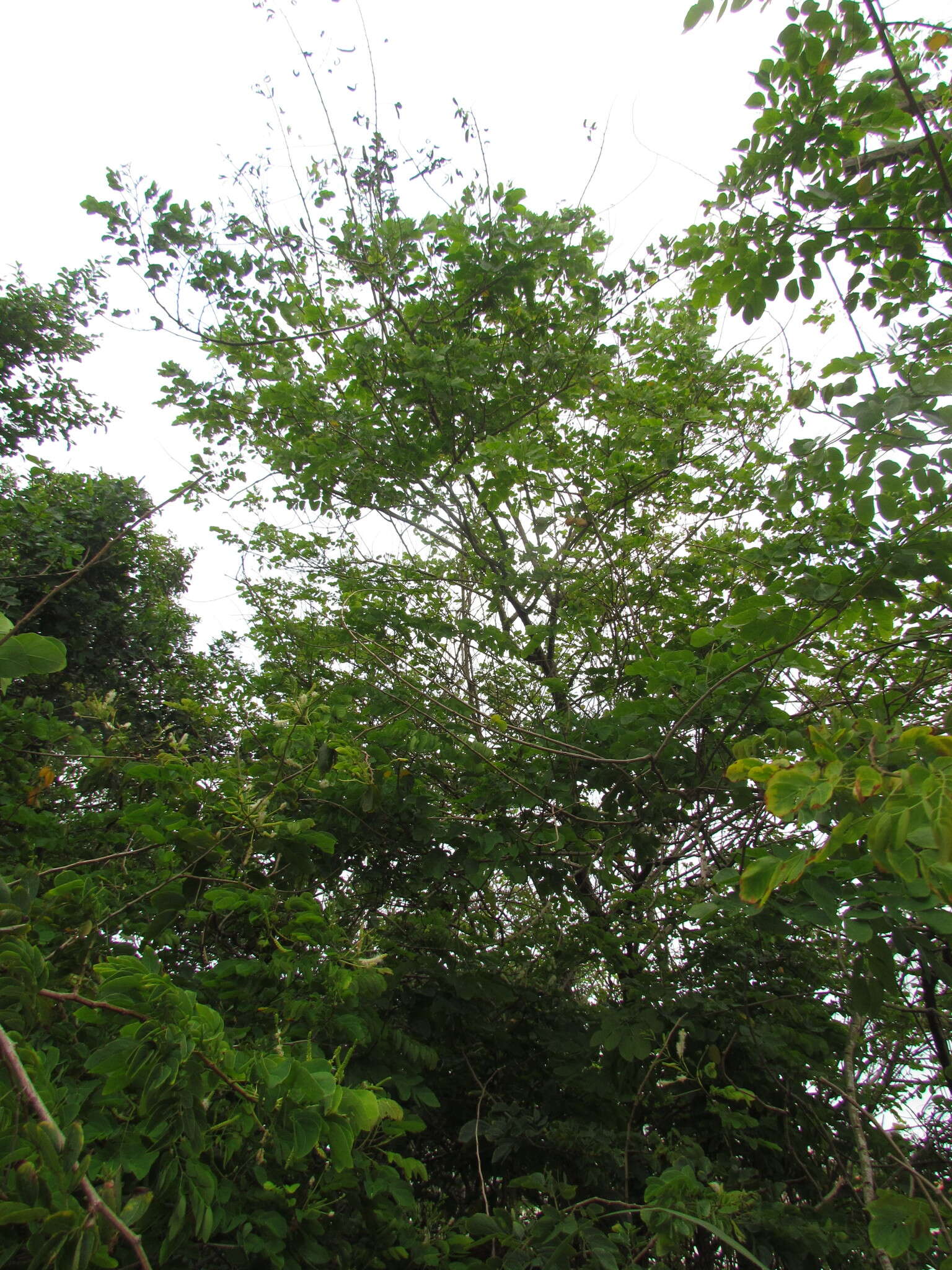 Image of Mimosa caesalpiniifolia Benth.