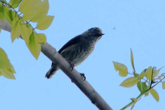 Image of Ecuadorian Piculet