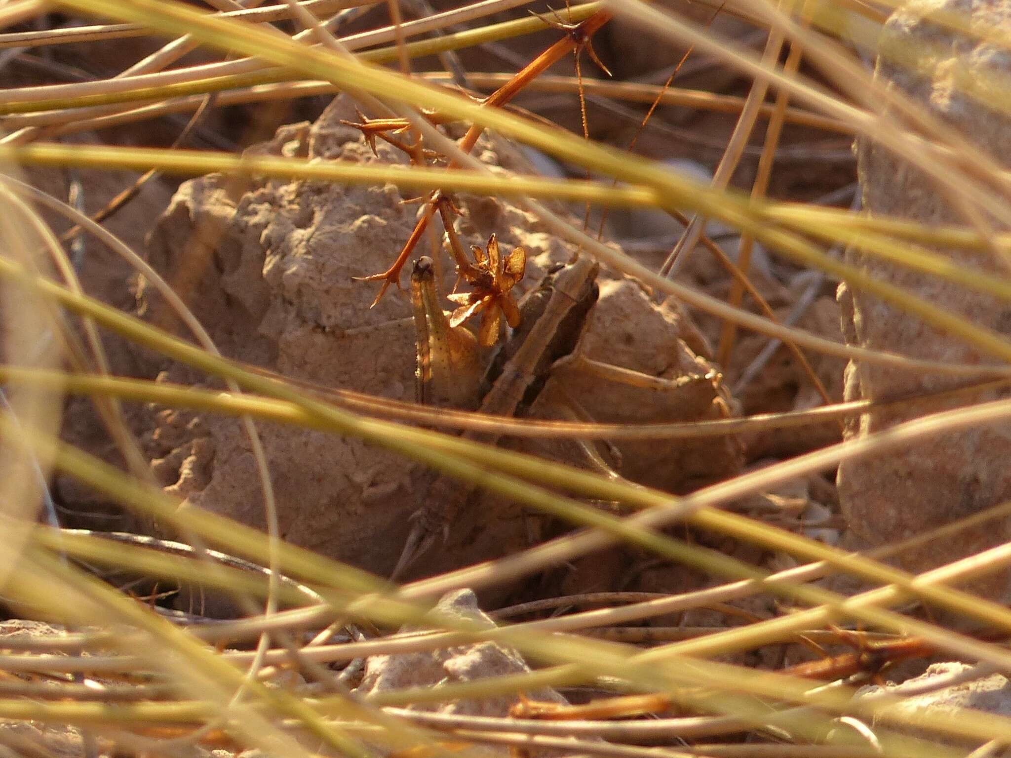 Imagem de Pterolepis