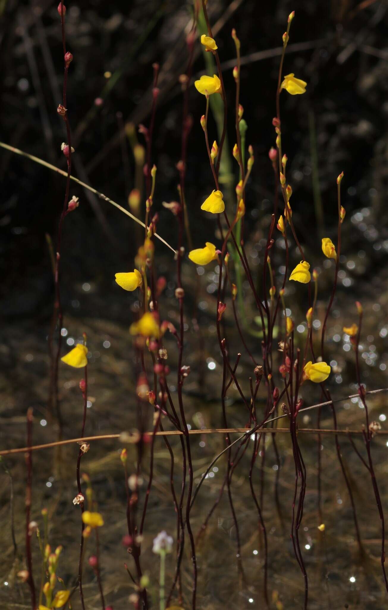 Image de Utricularia guyanensis A. DC.