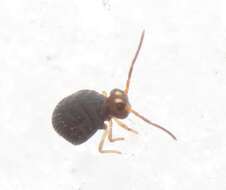 Image of Polykatianna sminthurina (Mills & HB 1934)