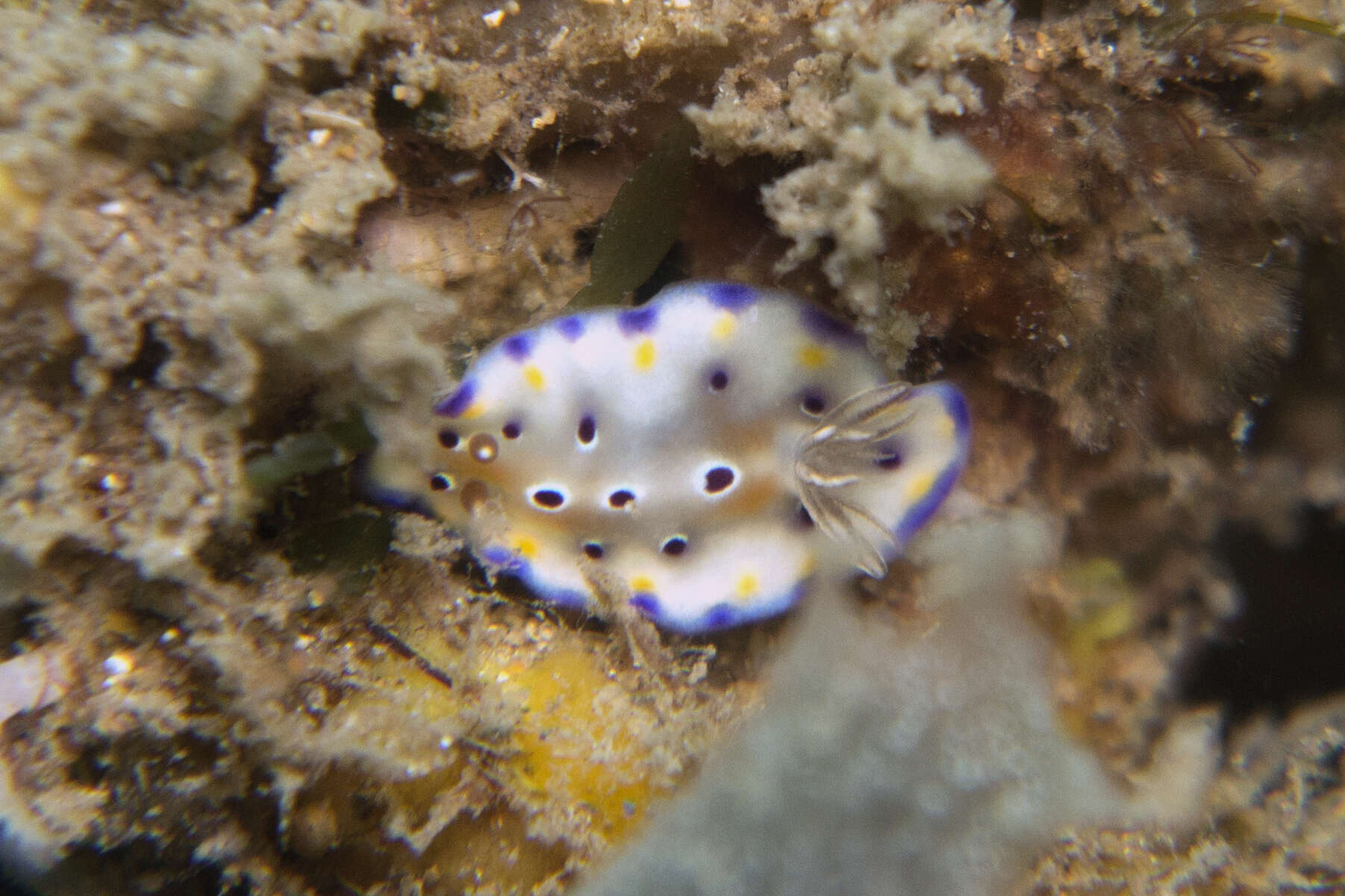 Image de Goniobranchus tennentanus (Kelaart 1859)