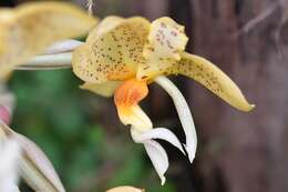 Image of Stanhopea graveolens Lindl.