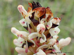 Image de Disa fragrans subsp. fragrans