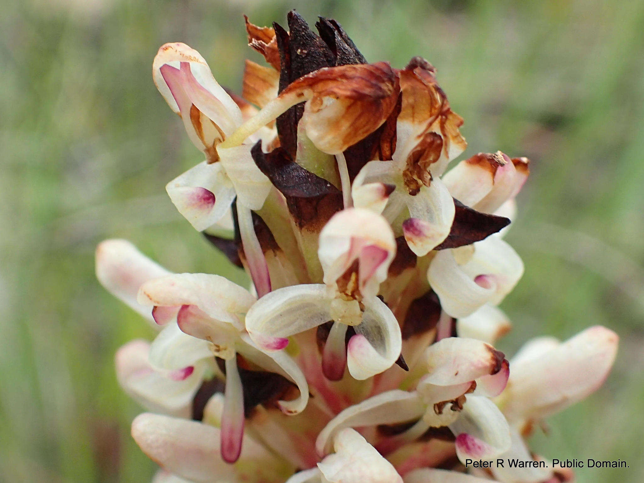 Image de Disa fragrans subsp. fragrans